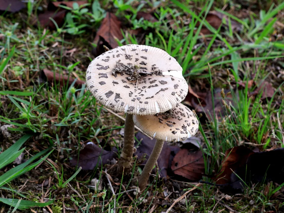 テングツルタケ