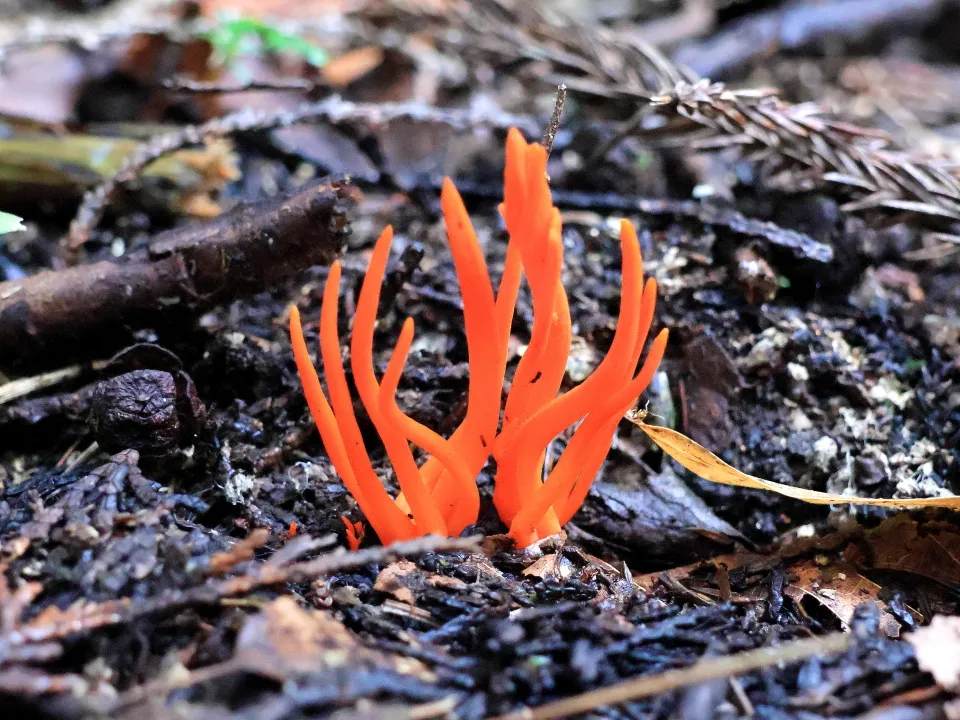 ベニナギナタタケ