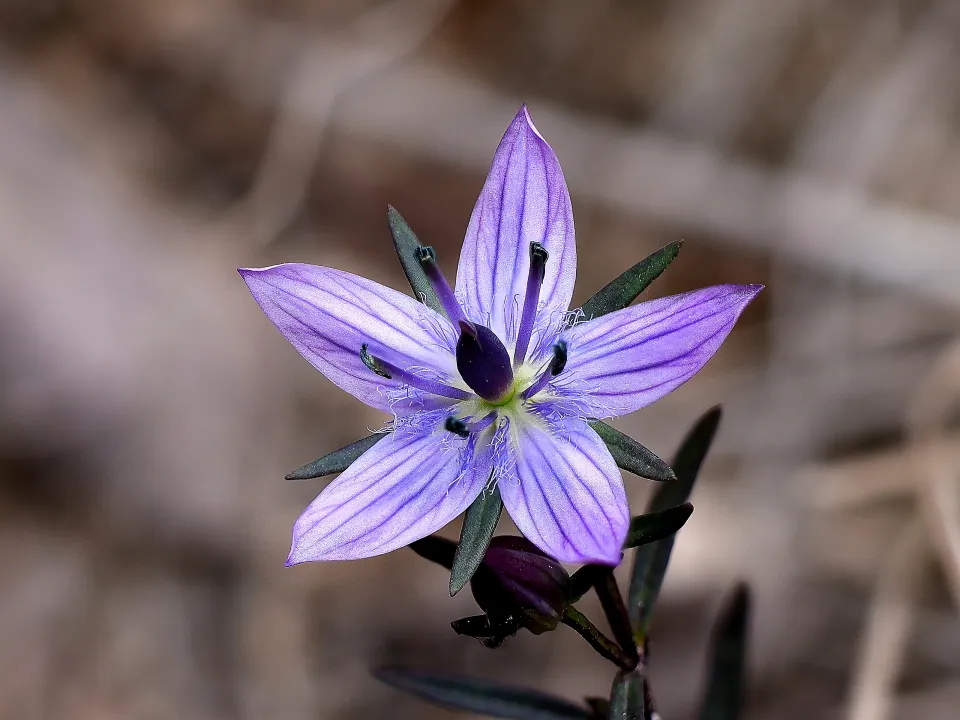 ムラサキセンブリ