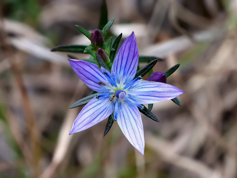 ムラサキセンブリ