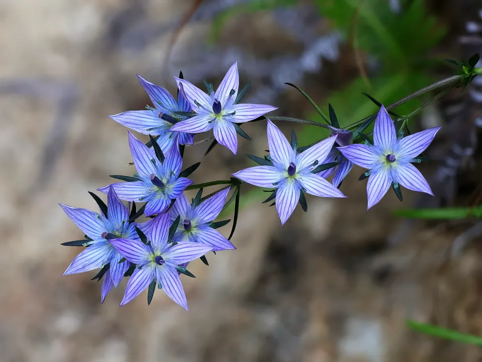 ムラサキセンブリ