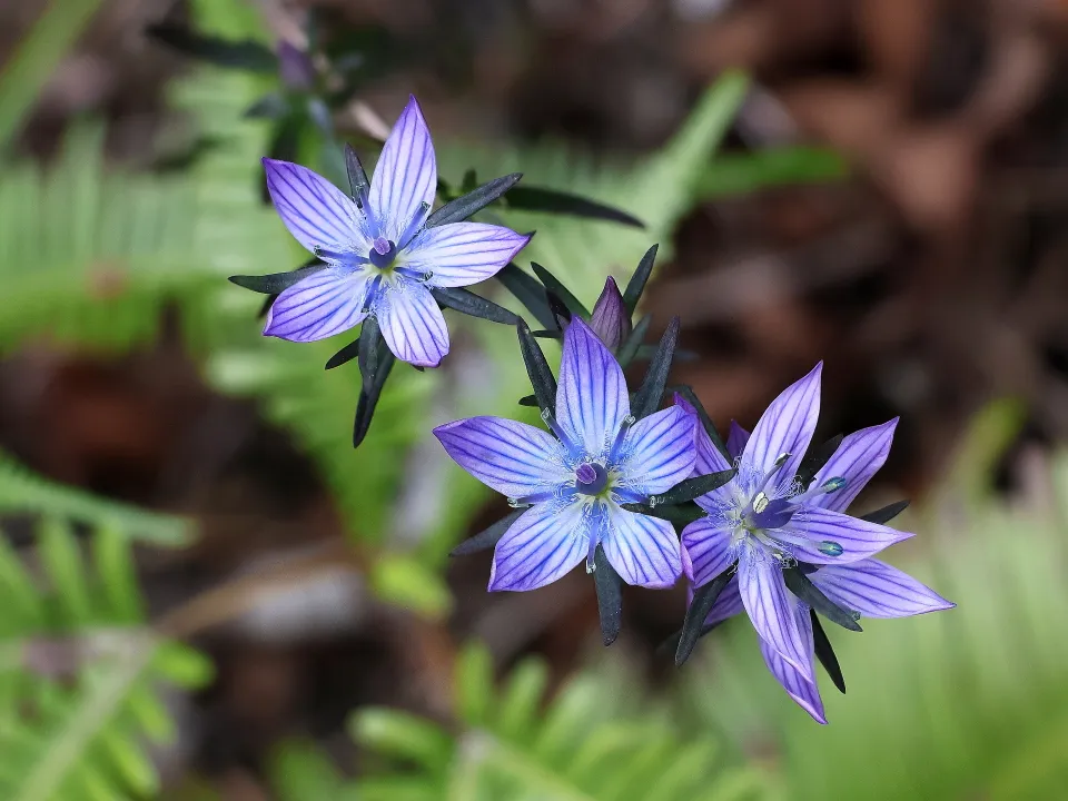 ムラサキセンブリ