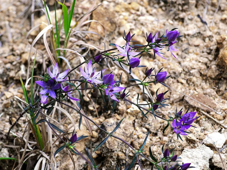 ムラサキセンブリ