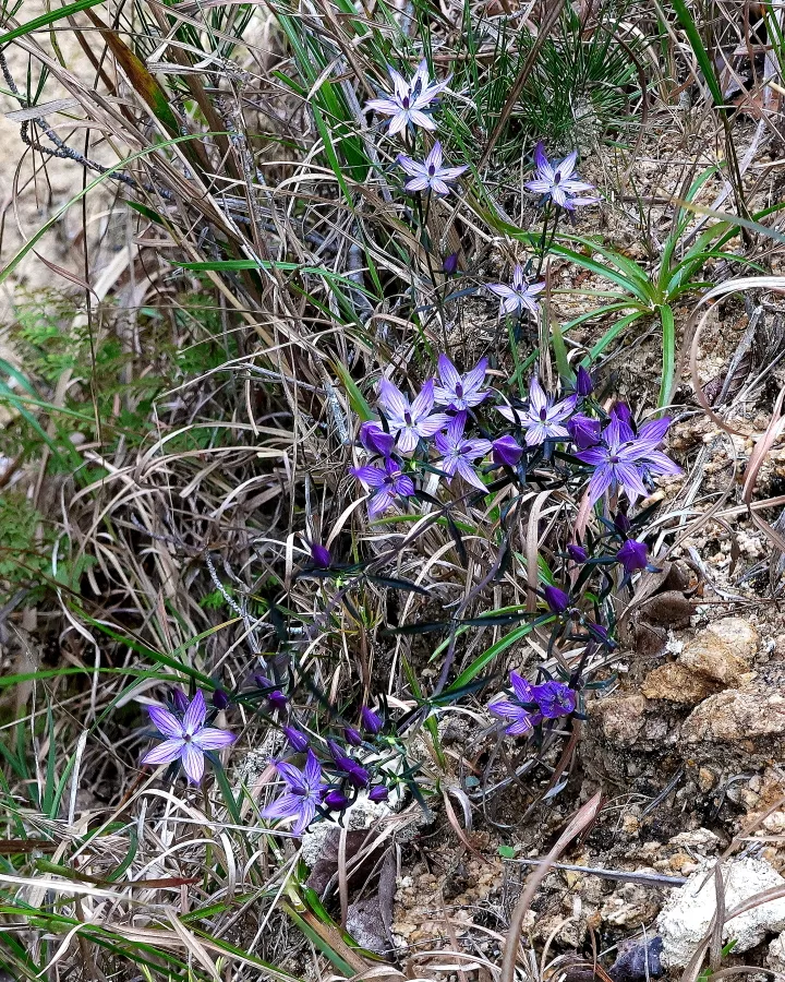 ムラサキセンブリ