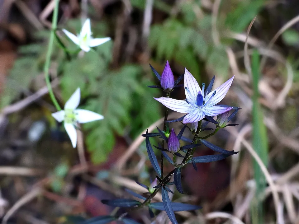 ムラサキセンブリとセンブリ