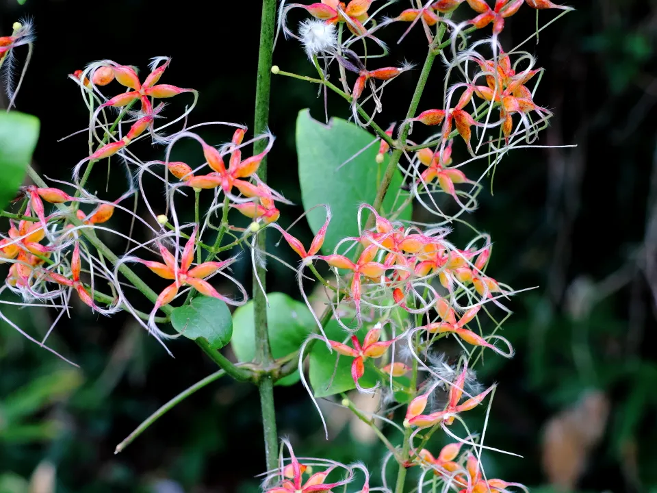 センニンソウの果実