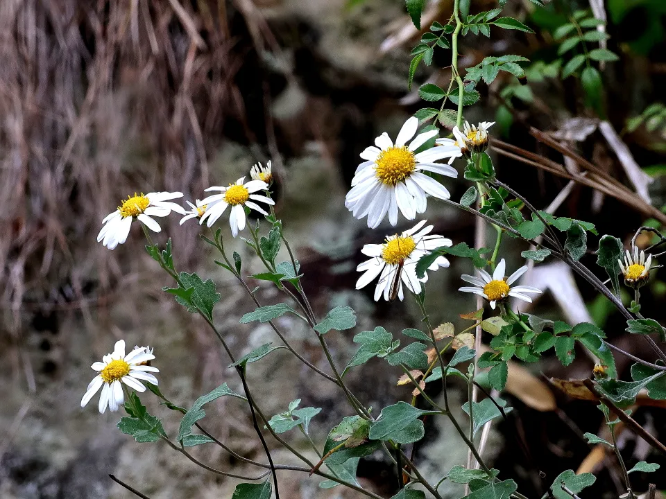 リュウノウギク