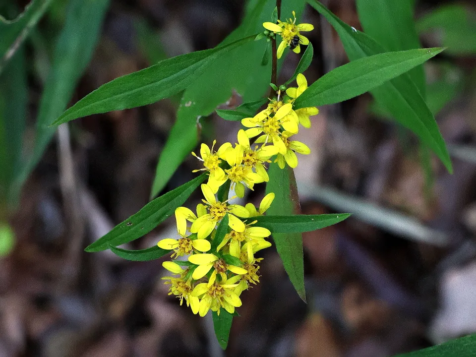 アキノキリンソウ