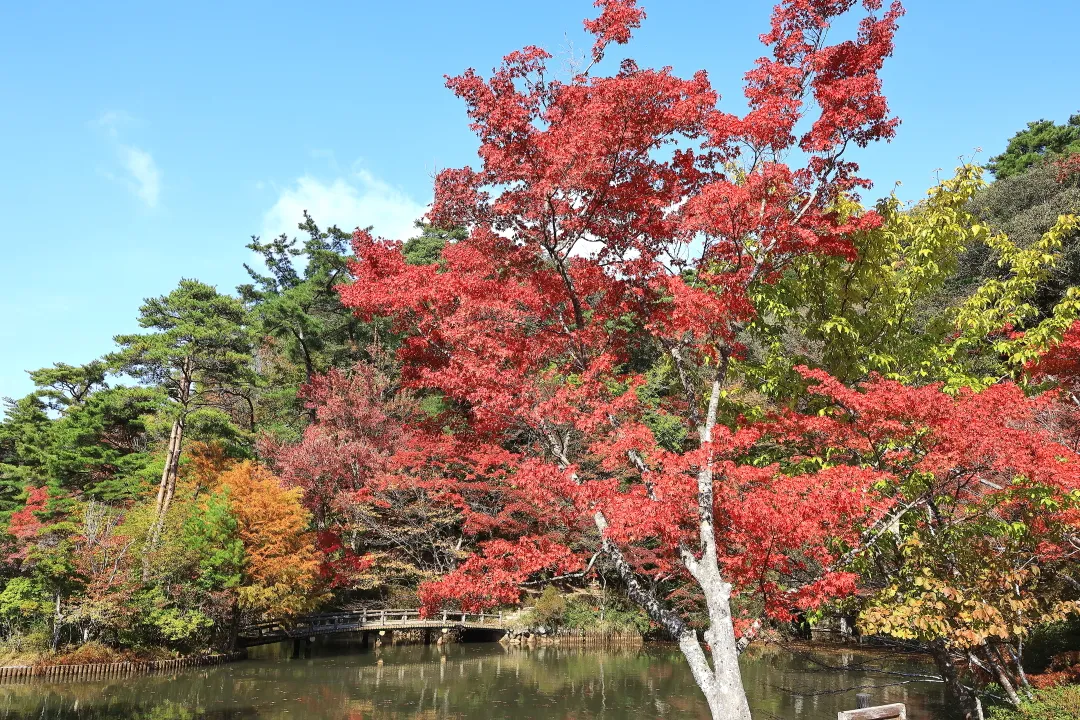 長谷池周辺の紅葉