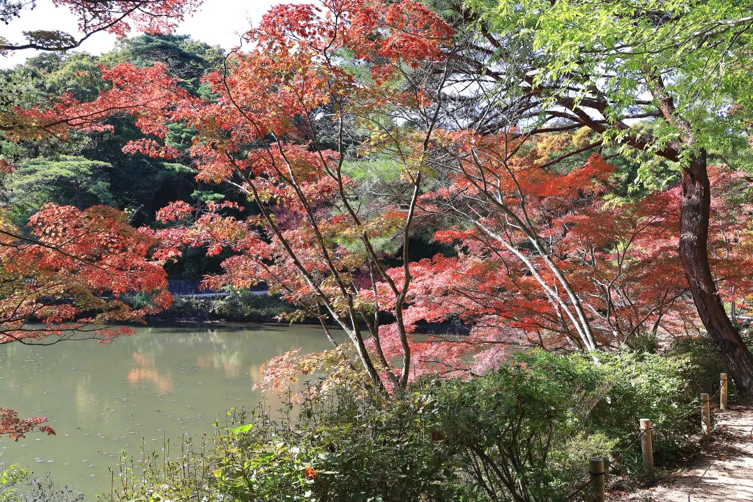 長谷池周辺の紅葉