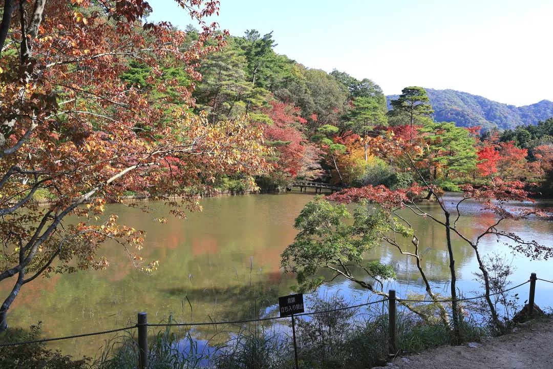 長谷池周辺の紅葉