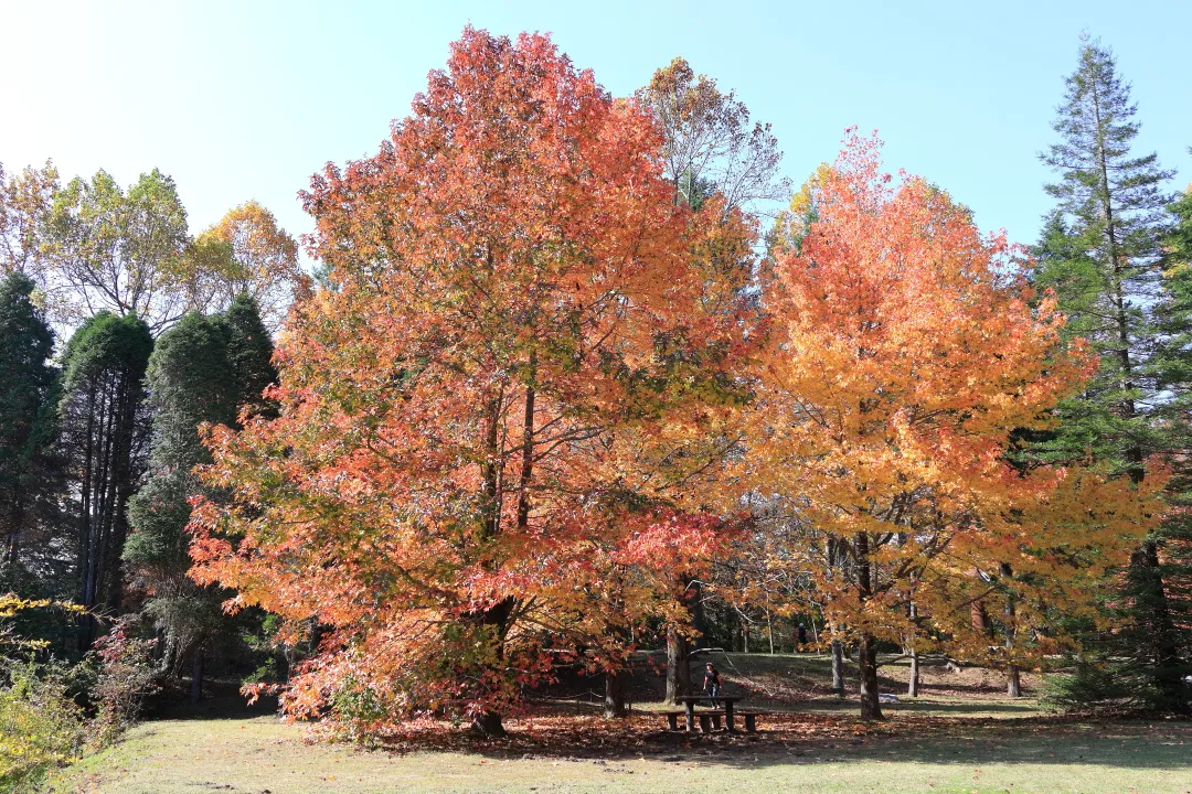 シアトルの森のモミジバフウ