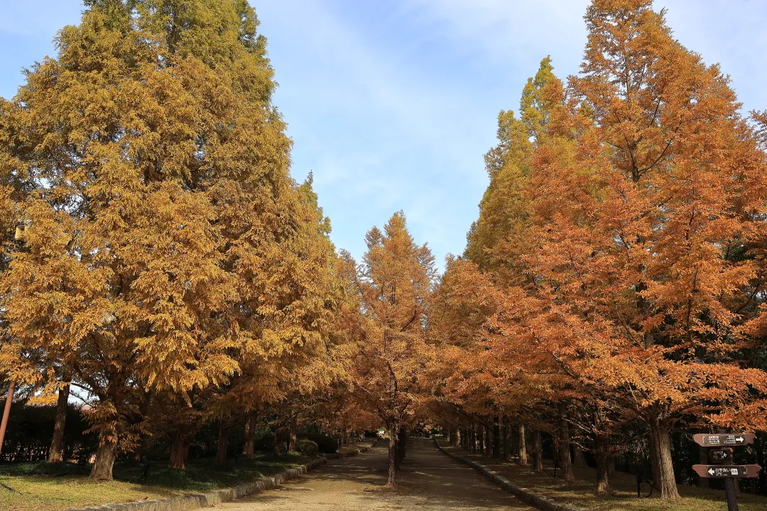 メタセコイア並木