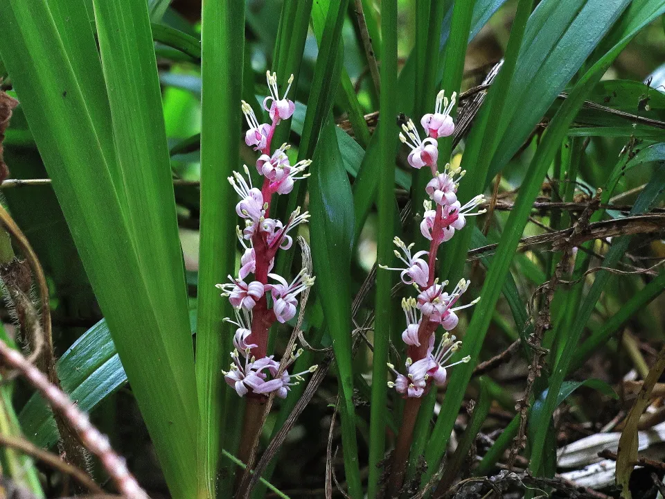 キチジョウソウ