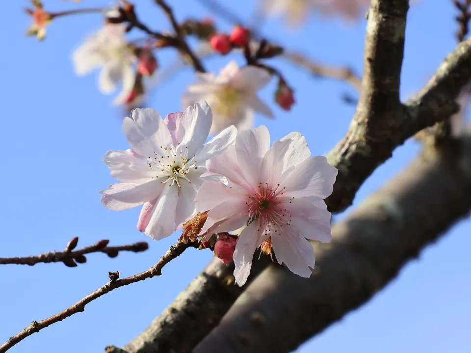 十月桜