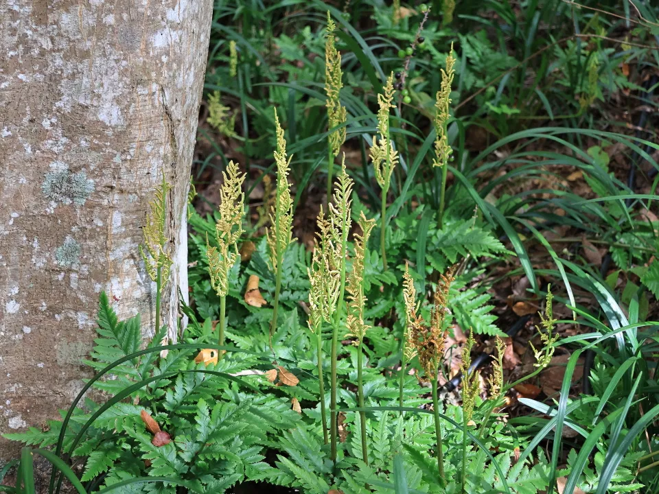 オオハナワラビ