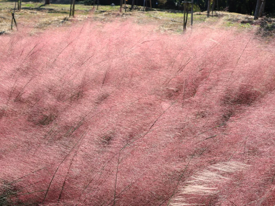 ミューレンベルギア・カピラリス