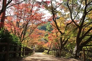 長谷池周辺の紅葉