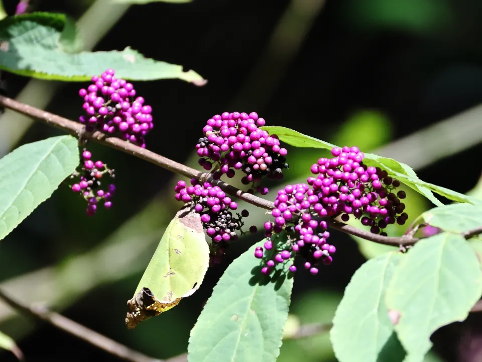 ムラサキシキブ