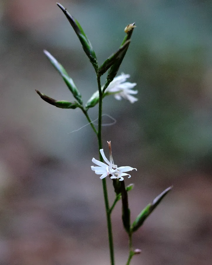 キッコウハグマ