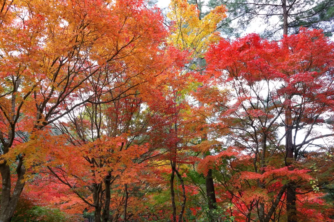 再度公園の紅葉