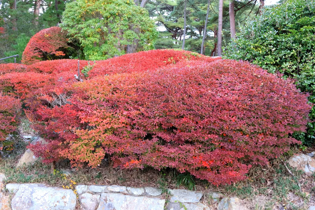 ドウダンツツジの紅葉