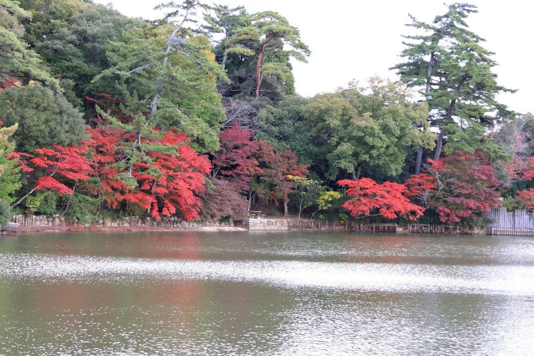 修法ヶ原池の紅葉