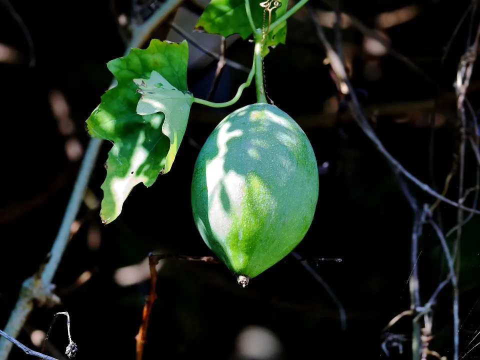 オオカラスウリ