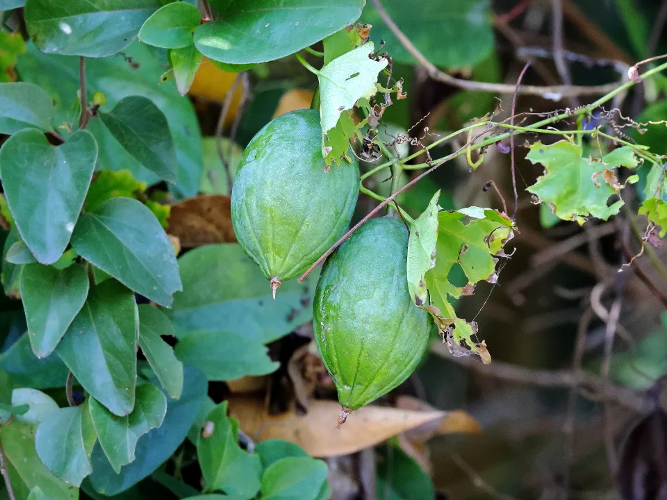 オオカラスウリ