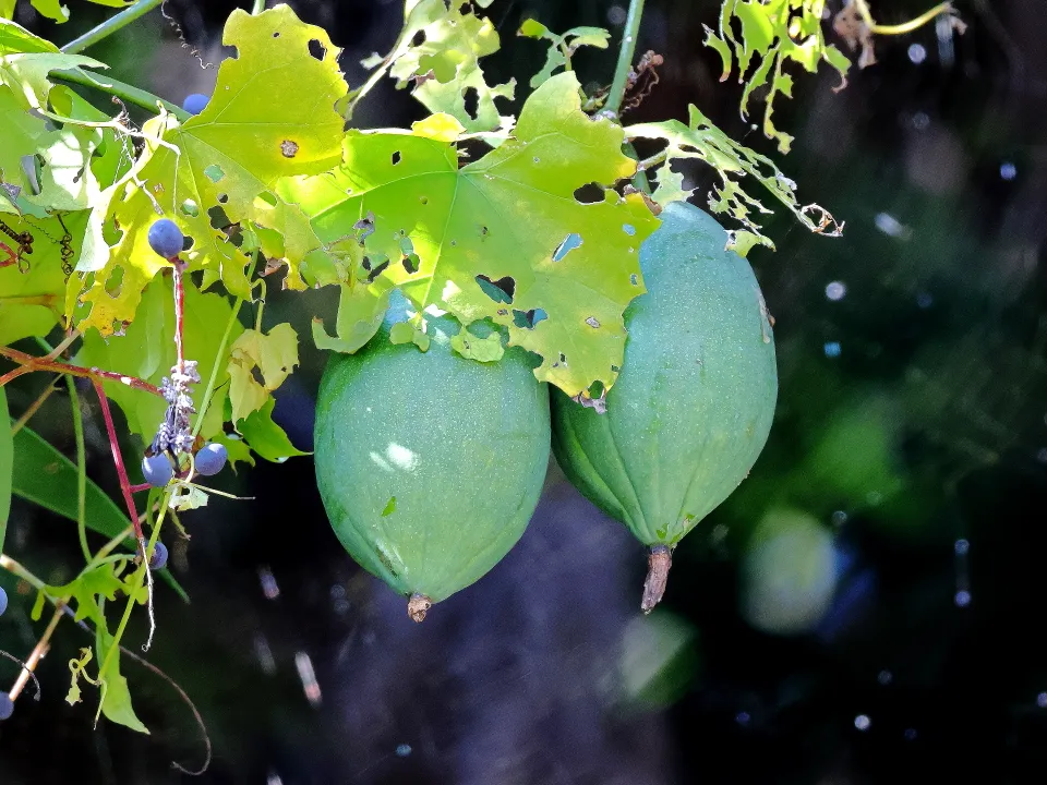 オオカラスウリ