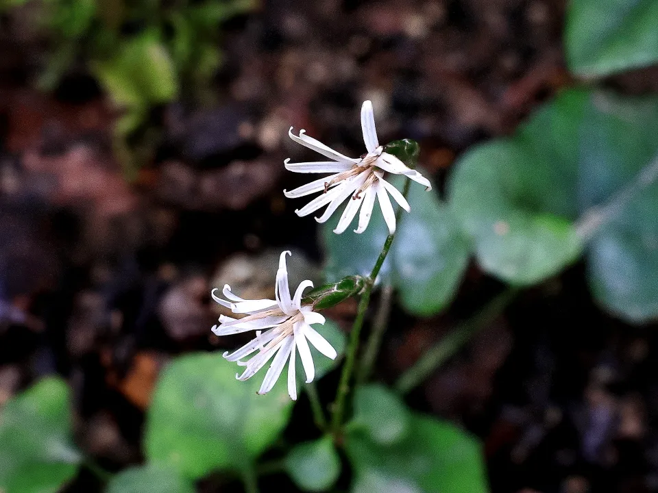 キッコウハグマ