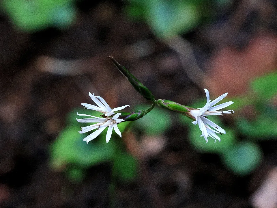 キッコウハグマ