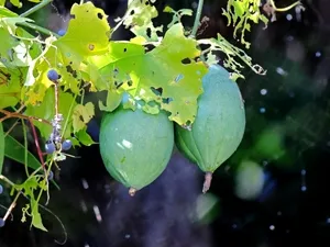 オオカラスウリ