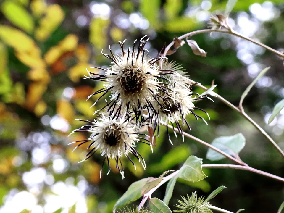 キクバヤマボクチ