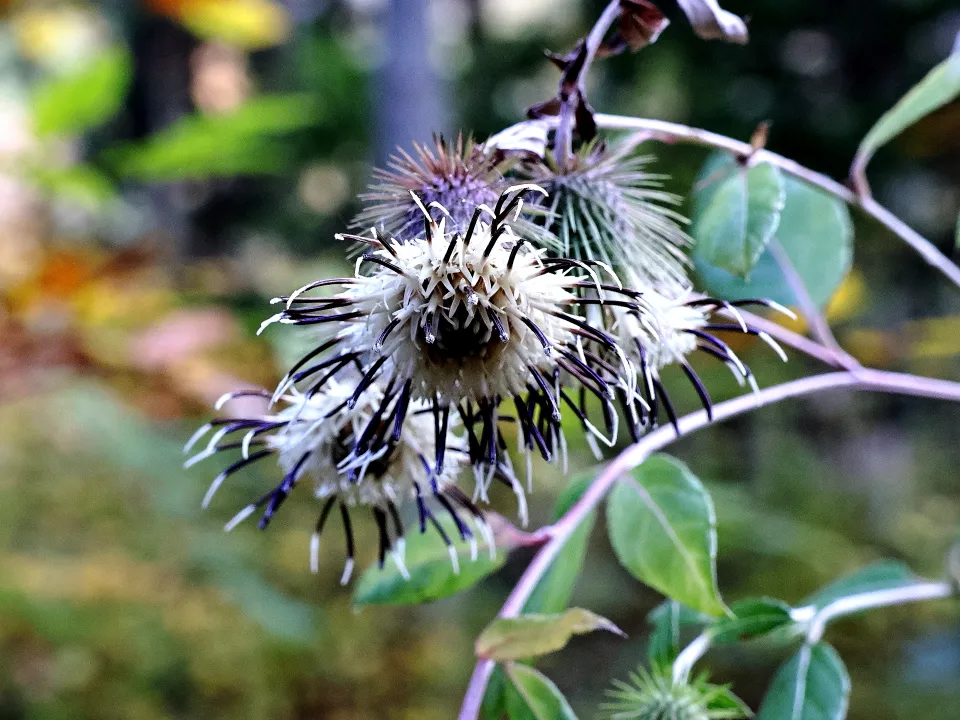 キクバヤマボクチ