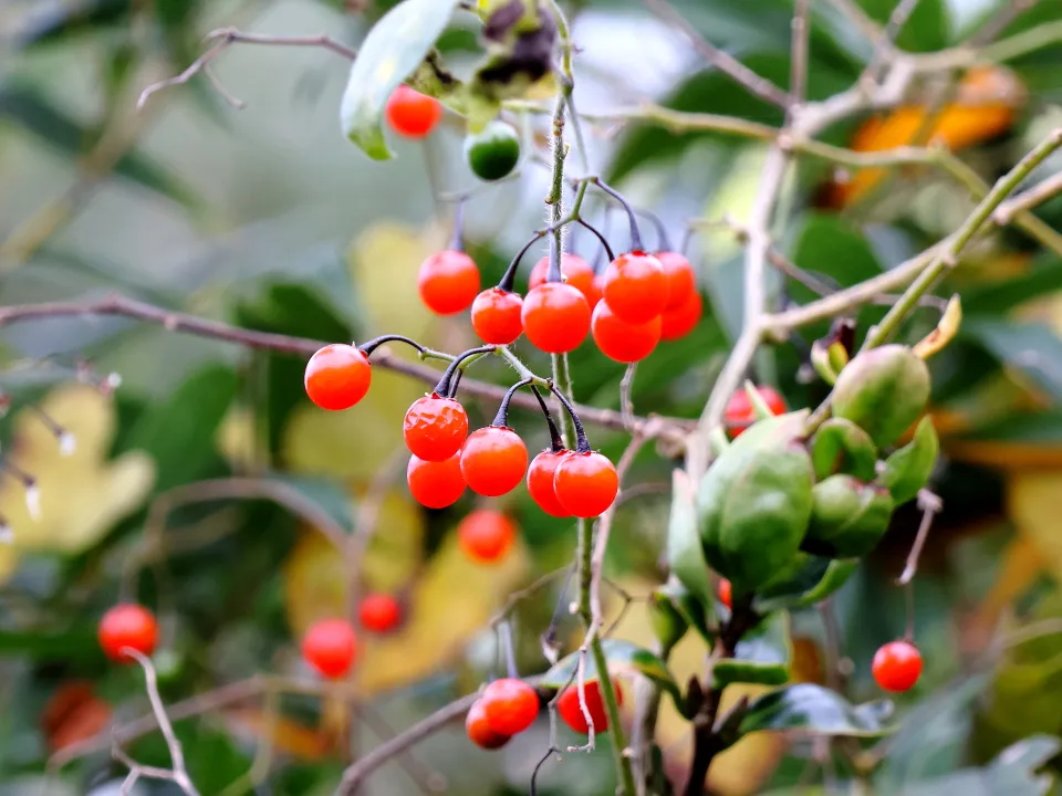 ヒヨドリジョウゴ