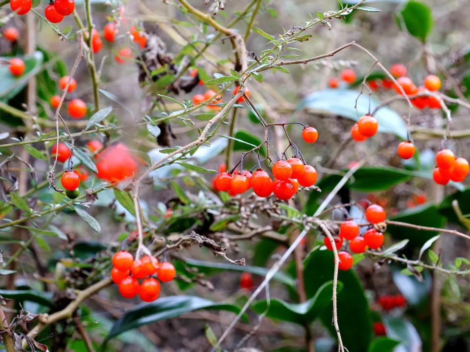 ヒヨドリジョウゴ