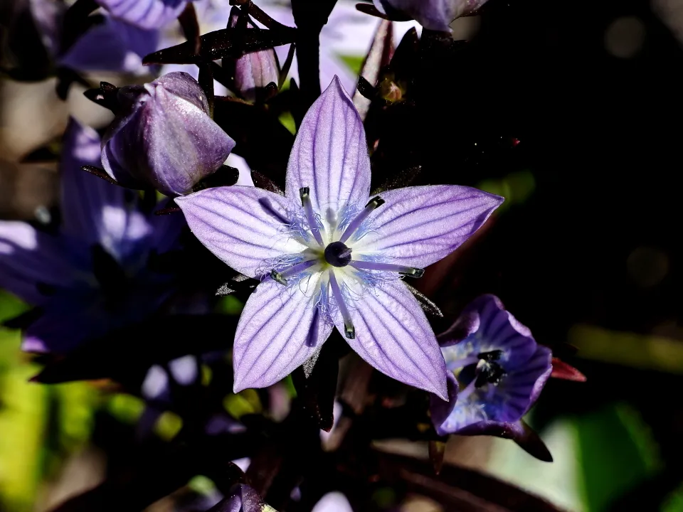 ムラサキセンブリ