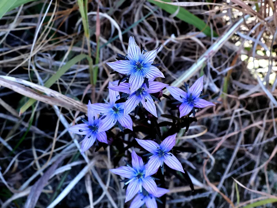 ムラサキセンブリ