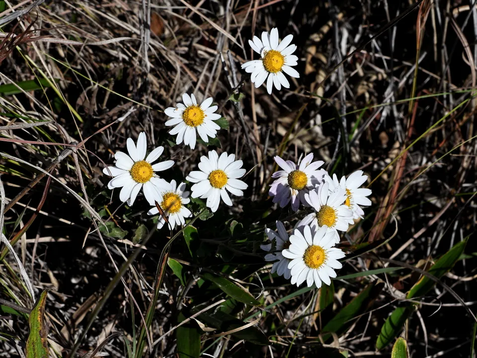 リュウノウギク