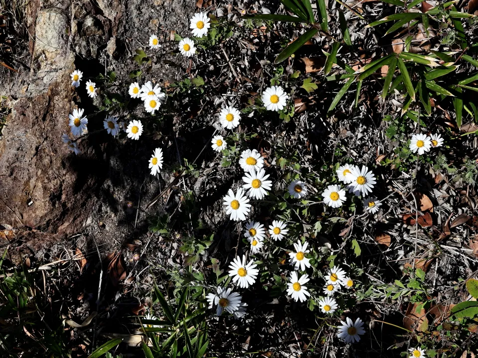 リュウノウギク