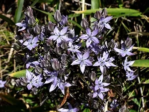 ムラサキセンブリ