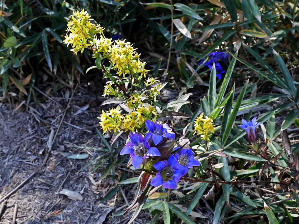 リンドウとアキノキリンソウ