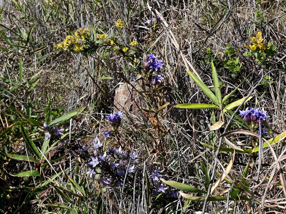 ムラサキセンブリ、リンドウ、アキノキリンソウ