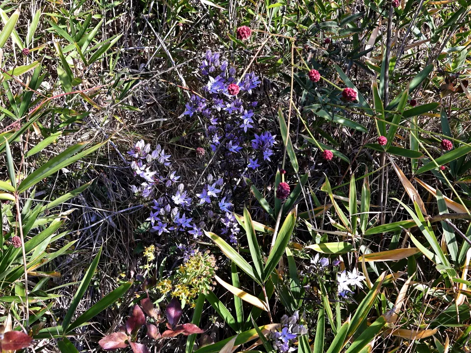 ムラサキセンブリ、ワレモコウ