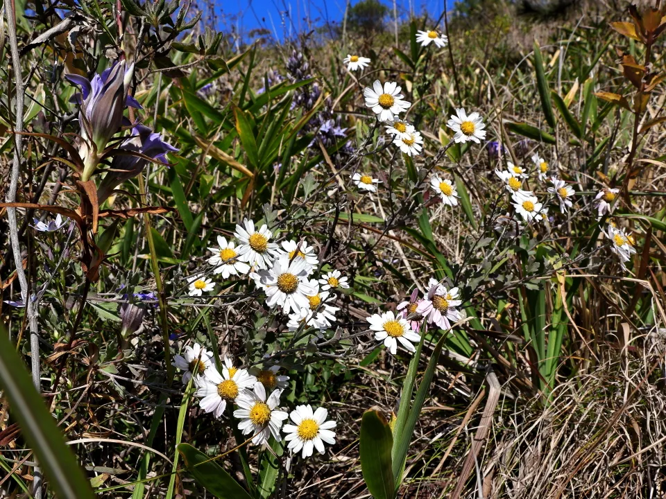 リュウノウギク、リンドウ、奥にムラサキセンブリ