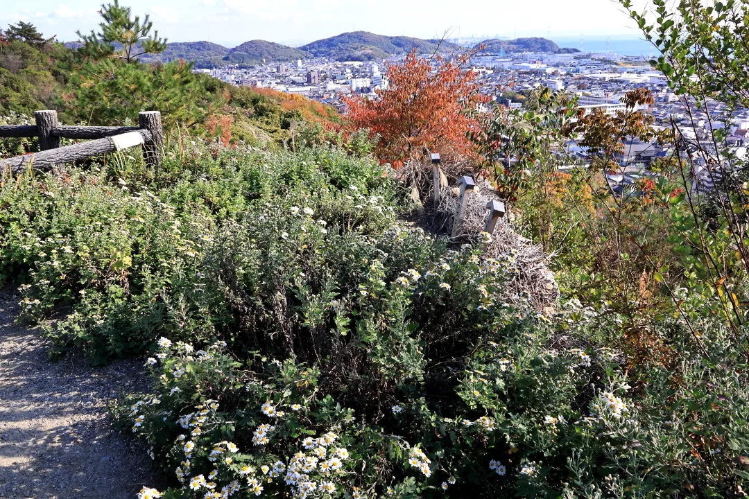 ノジギク畑からの景観