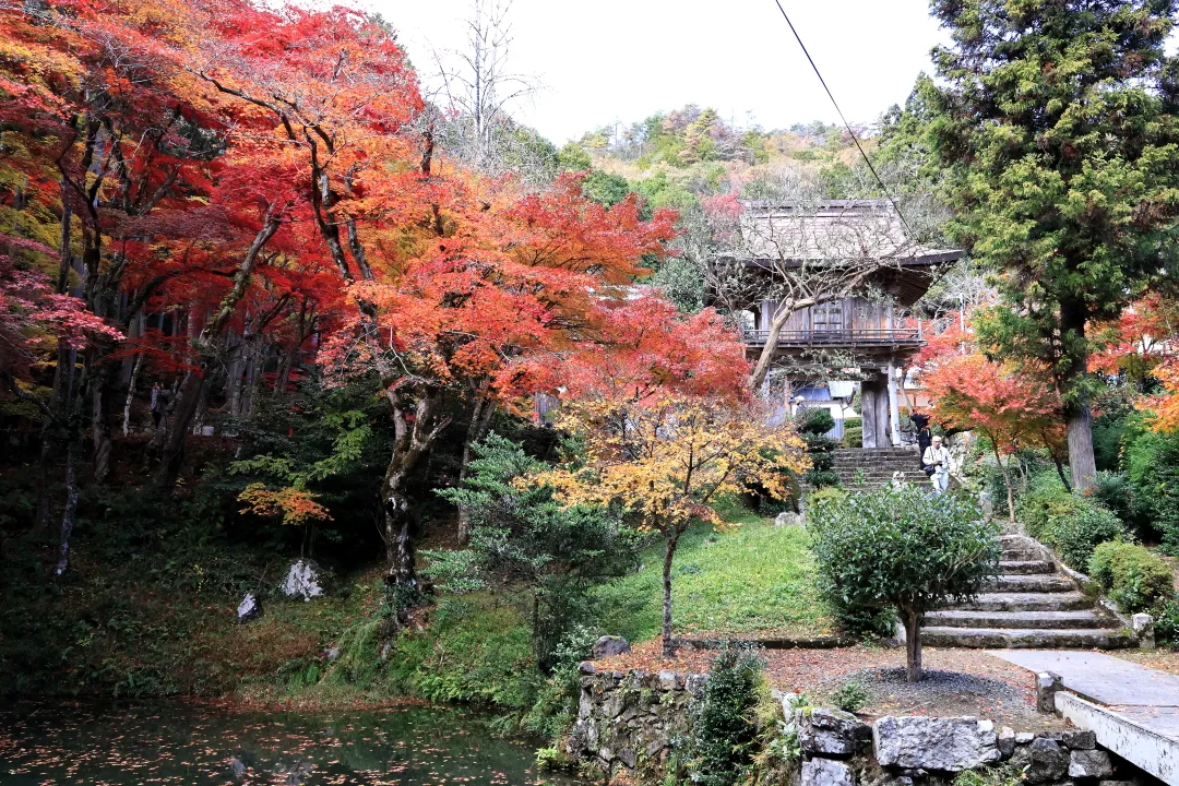 洞光寺の紅葉
