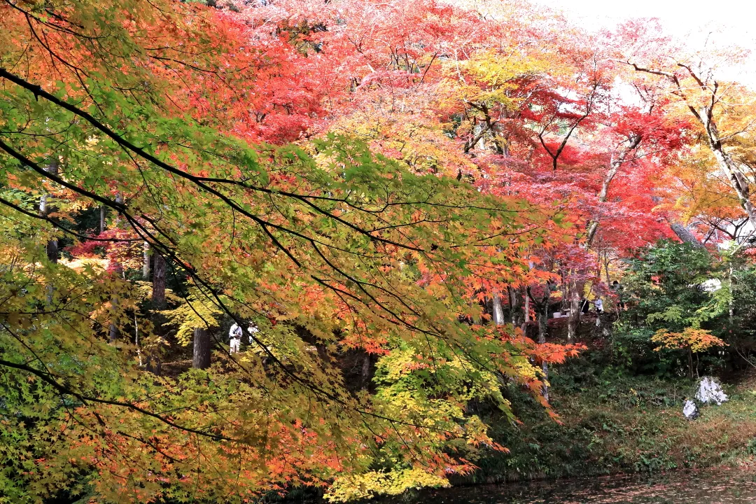 洞光寺の紅葉