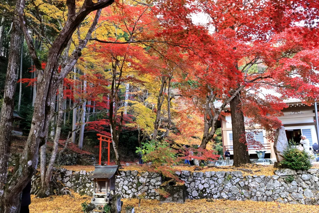 洞光寺の紅葉